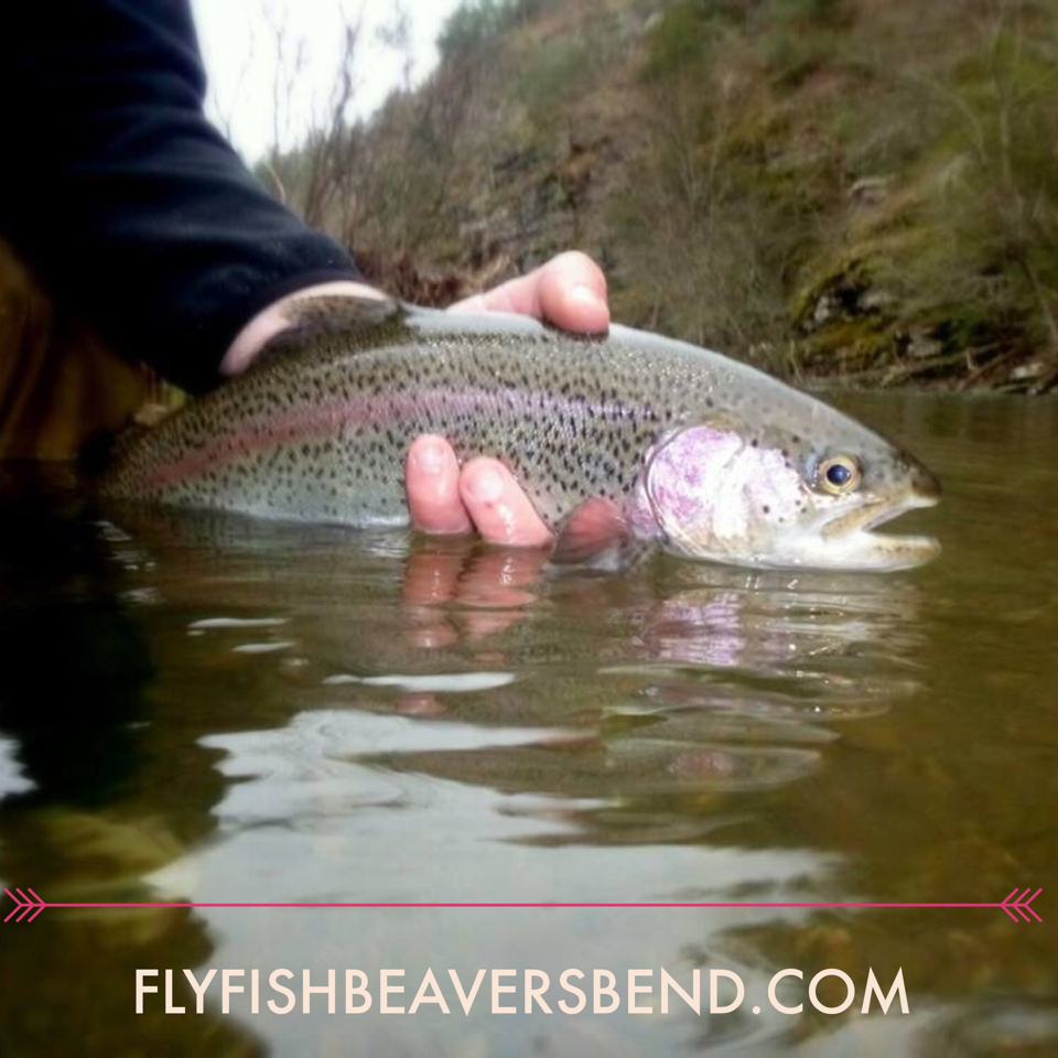 Fly Fishing Guide Beavers Bend Fishing Guides Visit Beavers Bend