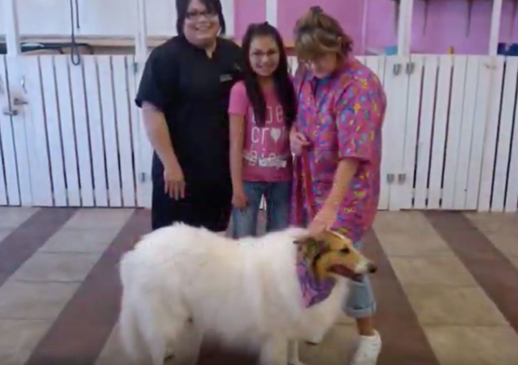 Pampered Paws Puppy Parlor Pet Store Beavers Bend