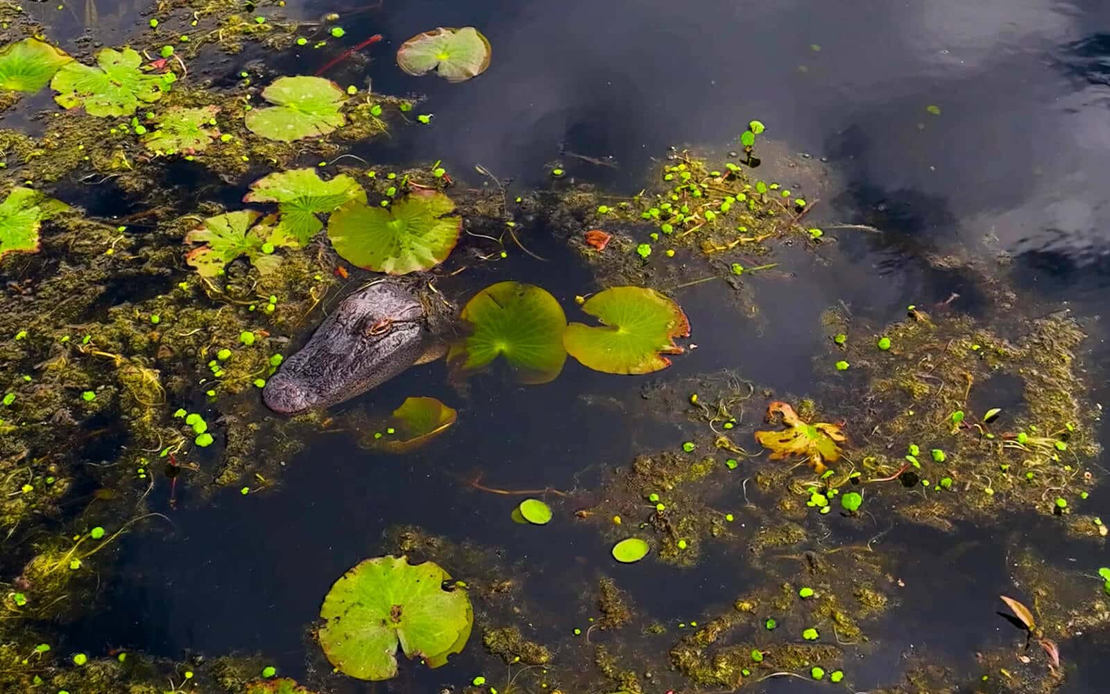 Baby reptile in pond at Beavers Bend Oklahoma