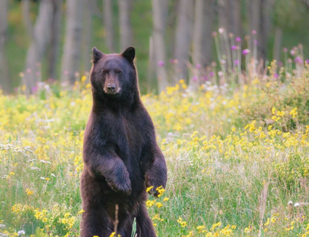 An American black bear perks up in Southeastern Oklahoma