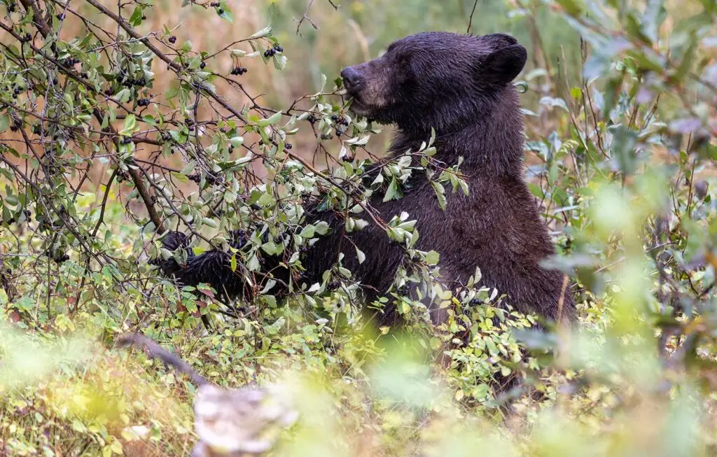 An American black bear sits in the forest in Southeastern Oklahoma