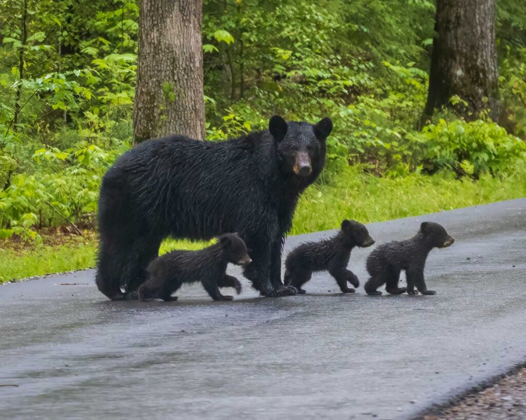 Intro bear bear safety in Beavers Bend.
A black bear with her cubs runs across a road in Southeastern Oklahoma. 