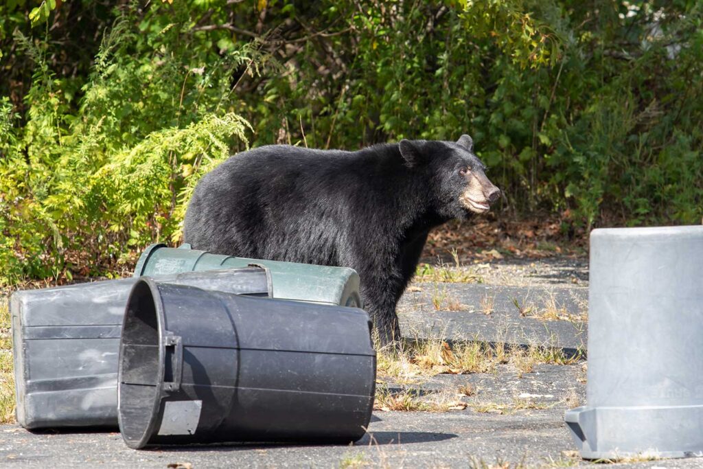 A black bear rummages through a tipped over trash can. Bear safety in Beavers Bend