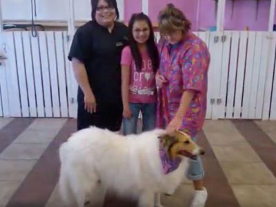 Pampered Paws Puppy Parlor Pet Store Beavers Bend