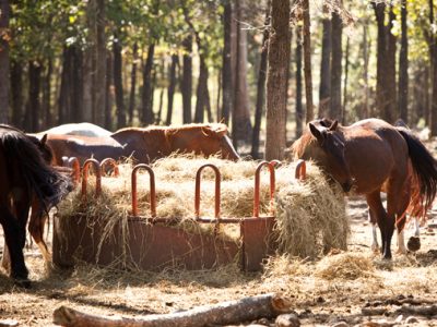 Stay or ride horses at A to Z Guest Ranch in Broken Bow Oklahoma